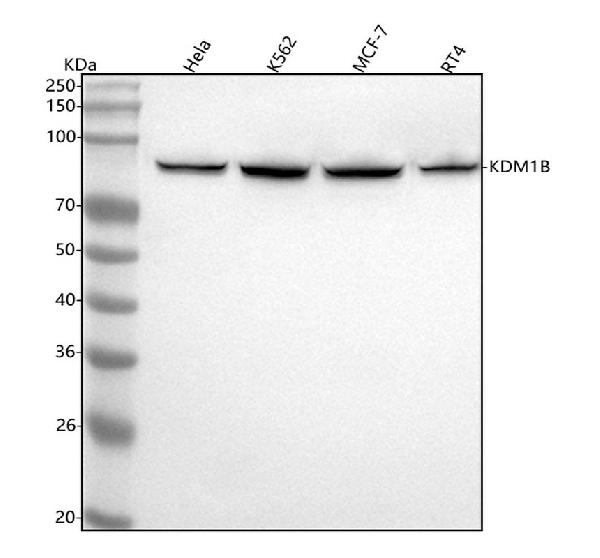 1 - Anti-LSD2 / AOF1 Monoclonal Antibody ABO14504