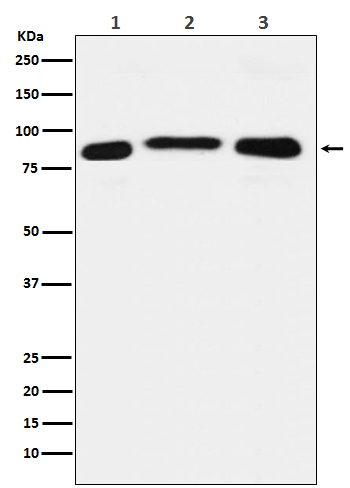 1 - Anti-LSD2 / AOF1 Monoclonal Antibody ABO14504