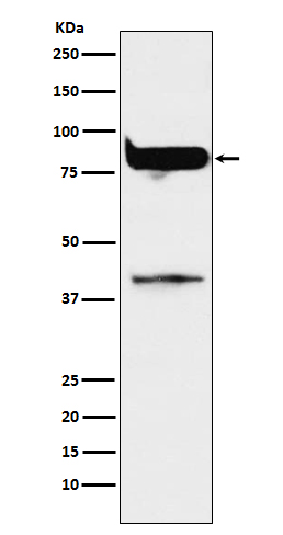 1 - Anti-PKC eta Rabbit Monoclonal Antibody ABO14505