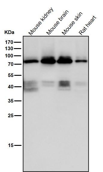 1 - Anti-PKC eta Rabbit Monoclonal Antibody ABO14505