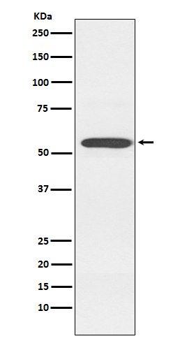 1 - Anti-Cytochrome P450 2D6 CYP2D6 Monoclonal Antibody ABO14507