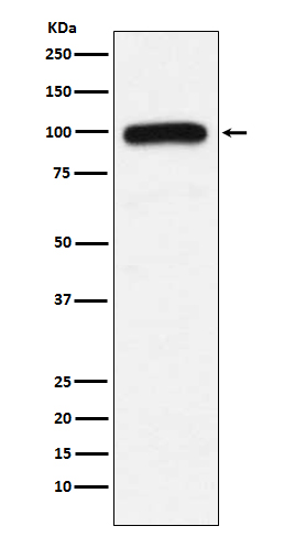 1 - Anti-UBE3A Monoclonal Antibody ABO14508