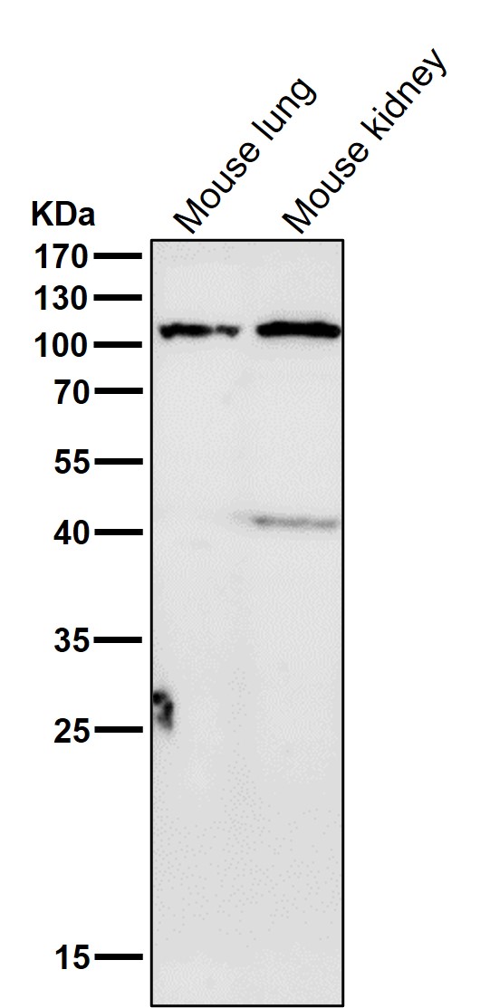 1 - Anti-UBE3A Monoclonal Antibody ABO14508