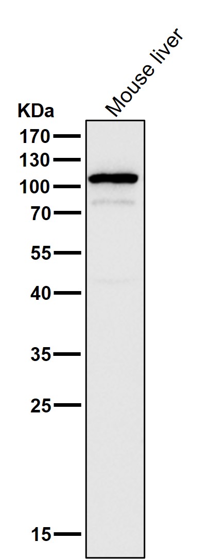 1 - Anti-UBE3A Monoclonal Antibody ABO14508