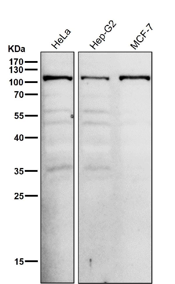 1 - Anti-UBE3A Monoclonal Antibody ABO14508