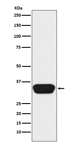 1 - Anti-Otx1/2 Monoclonal Antibody ABO14509