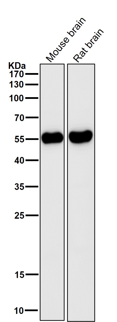 1 - Anti-LOXL2 Rabbit Monoclonal Antibody ABO14511