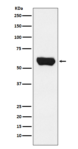 1 - Anti-Lck Monoclonal Antibody ABO14512