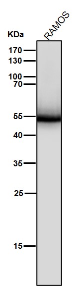 1 - Anti-Lck Monoclonal Antibody ABO14512