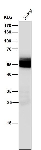1 - Anti-Lck Monoclonal Antibody ABO14512