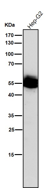 1 - Anti-Lck Monoclonal Antibody ABO14512