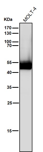 1 - Anti-Lck Monoclonal Antibody ABO14512