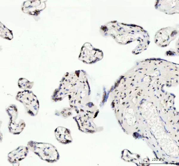 2 - Anti-Lamin B2 Monoclonal Antibody ABO14513