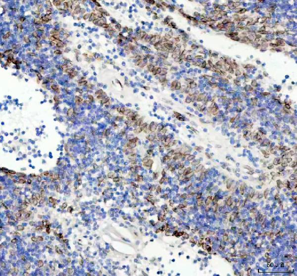 2 - Anti-Lamin B2 Monoclonal Antibody ABO14513