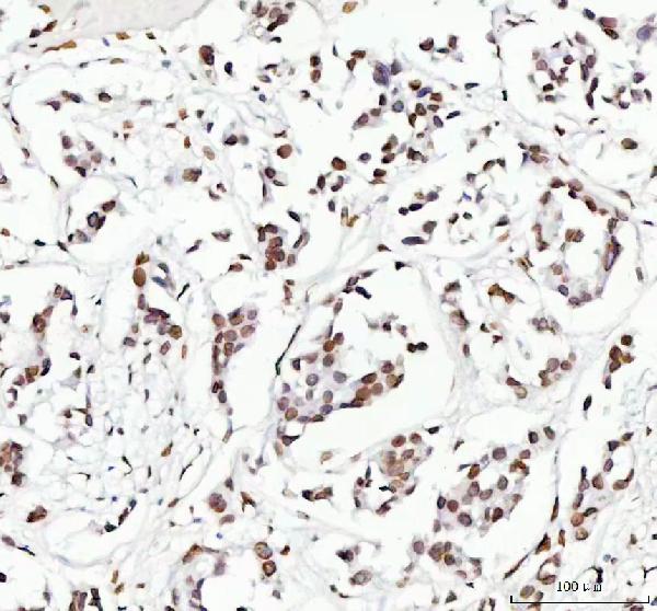 2 - Anti-Lamin B2 Monoclonal Antibody ABO14513
