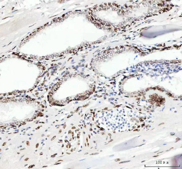 2 - Anti-Lamin B2 Monoclonal Antibody ABO14513