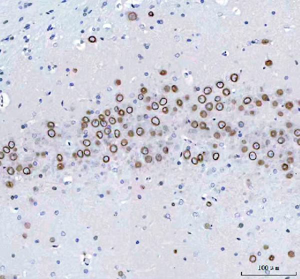 2 - Anti-Lamin B2 Monoclonal Antibody ABO14513