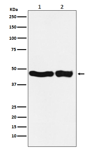 1 - Anti-UQCRC2 Monoclonal Antibody ABO14514