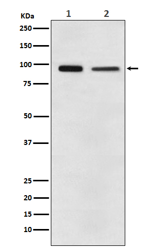 1 - Anti-EEF2 Monoclonal Antibody ABO14515