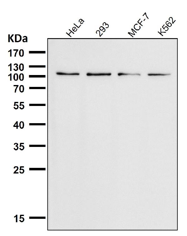 1 - Anti-TRPM8 Monoclonal Antibody ABO14516