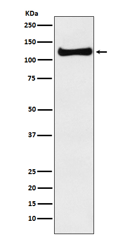 1 - Anti-USP10 Monoclonal Antibody ABO14519