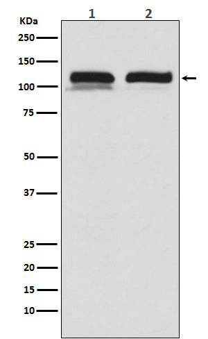 1 - Anti-USP11 Monoclonal Antibody ABO14520