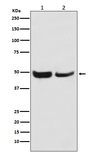 1 - Anti-SKP2 Monoclonal Antibody ABO14522