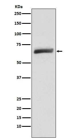 1 - Anti-USP22 Monoclonal Antibody ABO14524