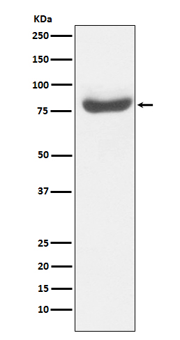 1 - Anti-RAP80 Monoclonal Antibody ABO14525