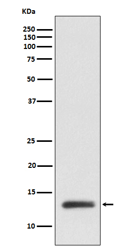 1 - Anti-ROC1 Monoclonal Antibody ABO14526
