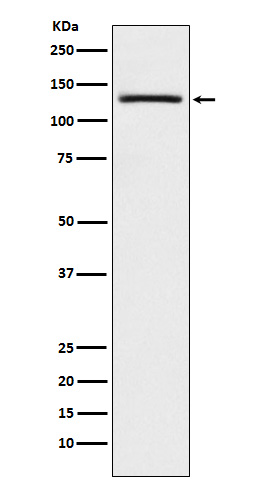 1 - Anti-USP28 Monoclonal Antibody ABO14527