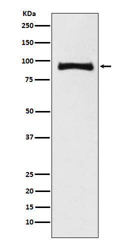 1 - Anti-MALT1 Monoclonal Antibody ABO14528