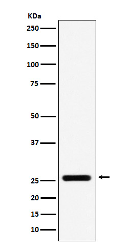 1 - Anti-FADD Monoclonal Antibody ABO14529