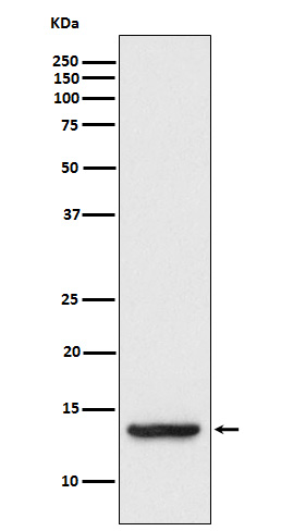 1 - Anti-TAX1BP3 Monoclonal Antibody ABO14530