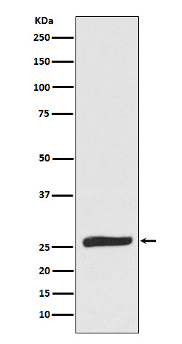 1 - Anti-FADD Monoclonal Antibody ABO14532