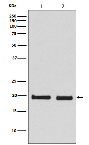 1 - Anti-Skp1 Monoclonal Antibody ABO14533