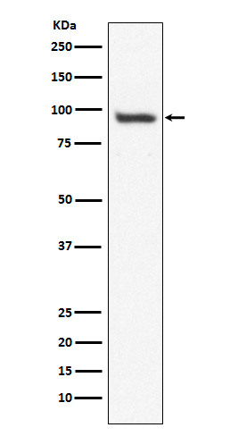 1 - Anti-USP13 Monoclonal Antibody ABO14534