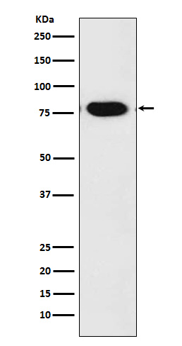 1 - Anti-c-Rel Monoclonal Antibody ABO14535
