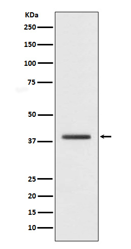 1 - Anti-macroH2A.1 H2AFY Monoclonal Antibody ABO14536