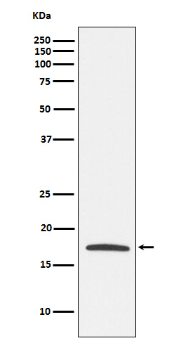 1 - Anti-Claudin 4 Monoclonal Antibody ABO14539