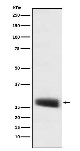 1 - Anti-POMC Monoclonal Antibody ABO14540