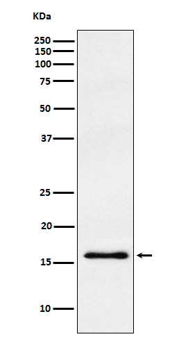 1 - Anti-gamma Synuclein Rabbit Monoclonal Antibody ABO14542