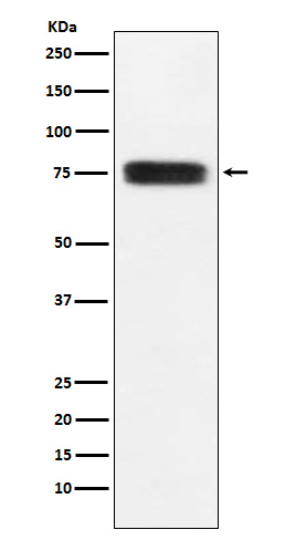 1 - Anti-CD97 Monoclonal Antibody ABO14543