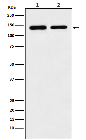 1 - Anti-SA2 Rabbit Monoclonal Antibody ABO14544