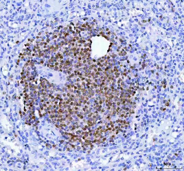 2 - Anti-BOB1 Monoclonal Antibody ABO14545