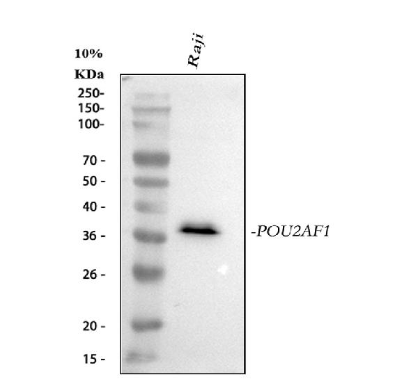 1 - Anti-BOB1 Monoclonal Antibody ABO14545