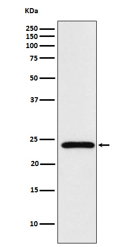 1 - Anti-Mad2L2 Monoclonal Antibody ABO14546