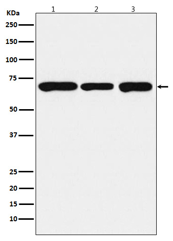 1 - Anti-PCK2 Monoclonal Antibody ABO14548