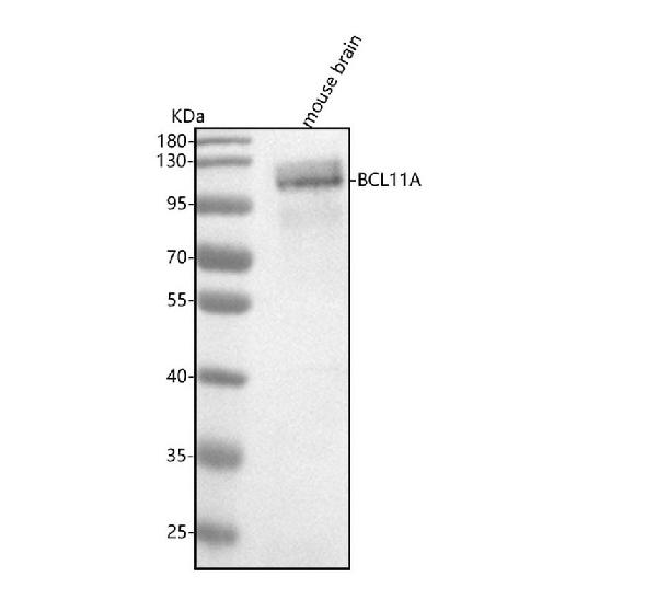 1 - Anti-Ctip1 Monoclonal Antibody ABO14550