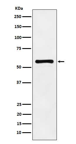 1 - Anti-PAK2 Monoclonal Antibody ABO14551